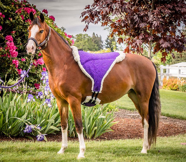 Gypsy Equiseat by Stargazer Equestrian